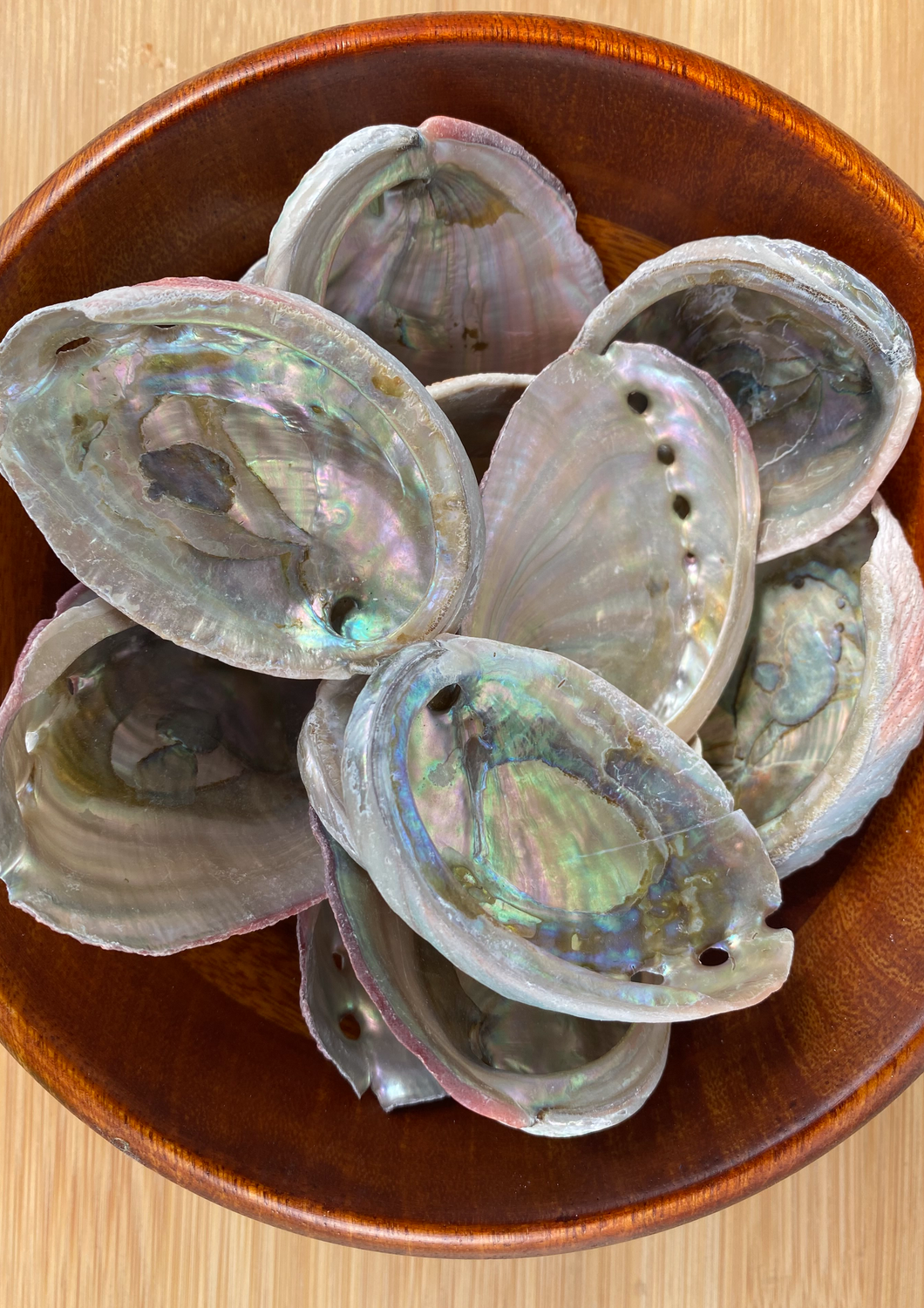 Abalone Shells