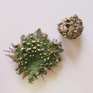 Rose of Jericho